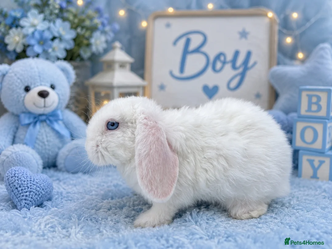 Mini Lop rabbits for sale: A beautiful selection of baby buns - Advert 10
