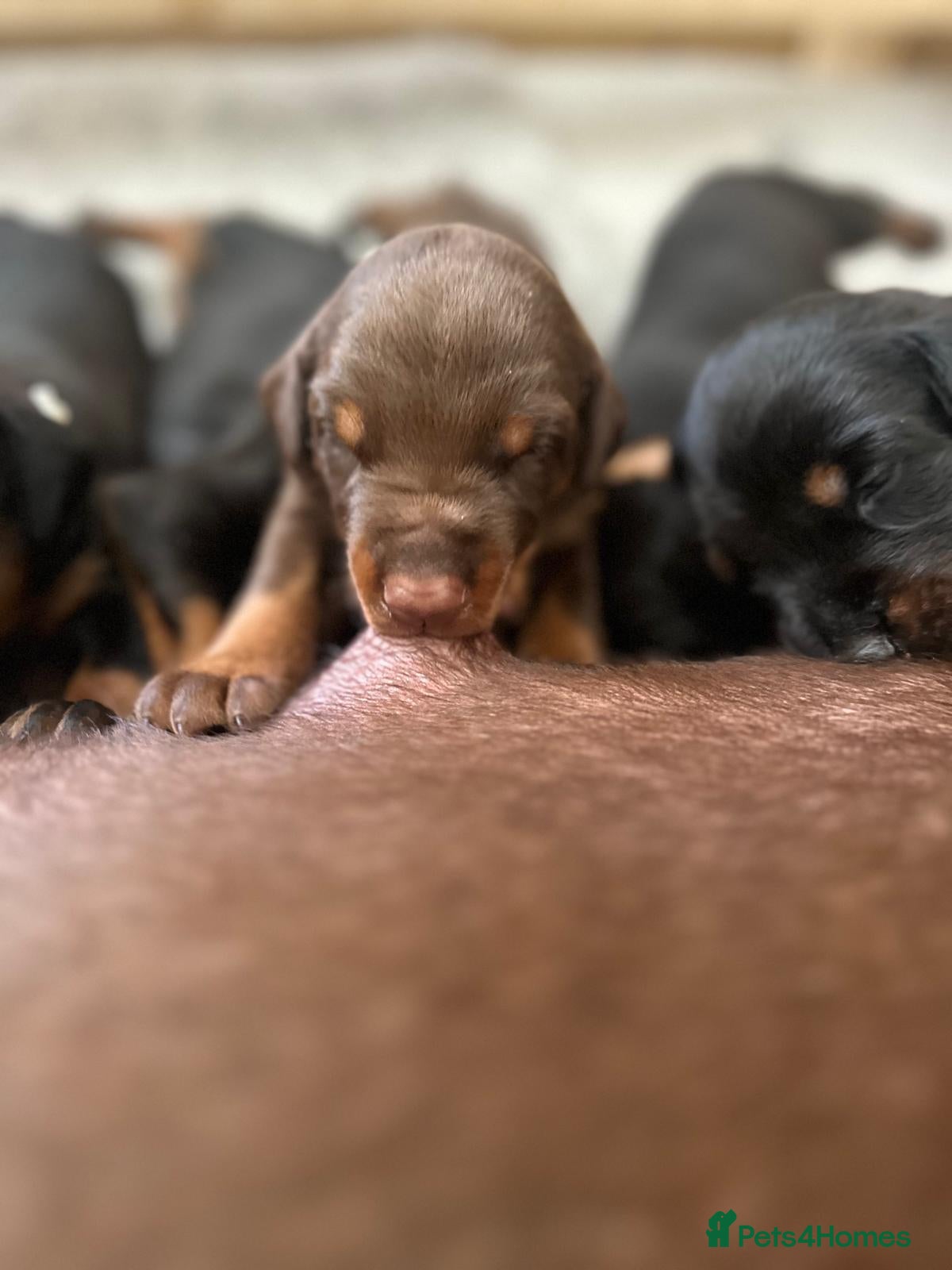 Dobermann dogs Beautiful Full Doberman Puppies–Ready from 8 Weeks - Advert 2