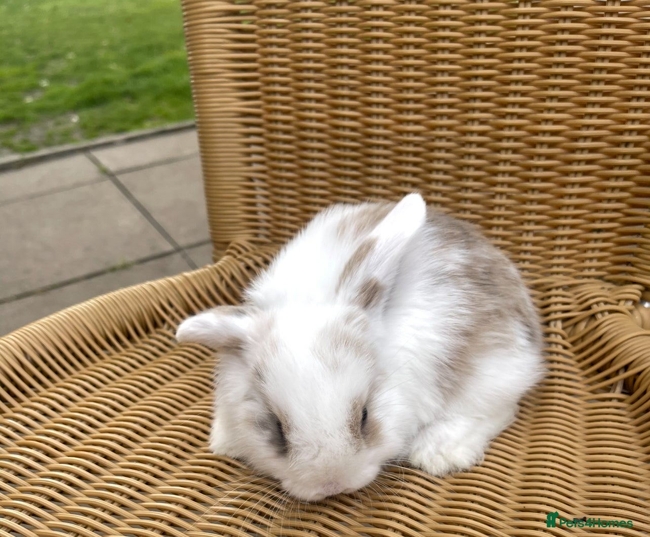 Mini Lop rabbits Gorgeous baby mini lops  - Advert 17