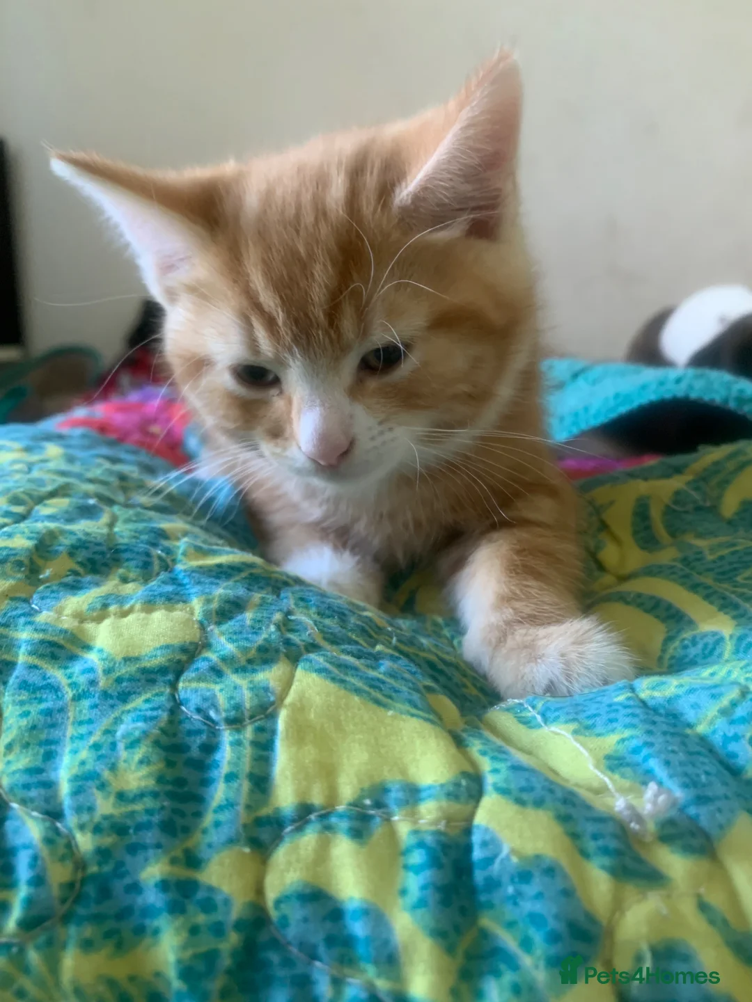 Mixed Breed cats for sale: Kittens ready for new homes  in Mountain Ash - Advert 1