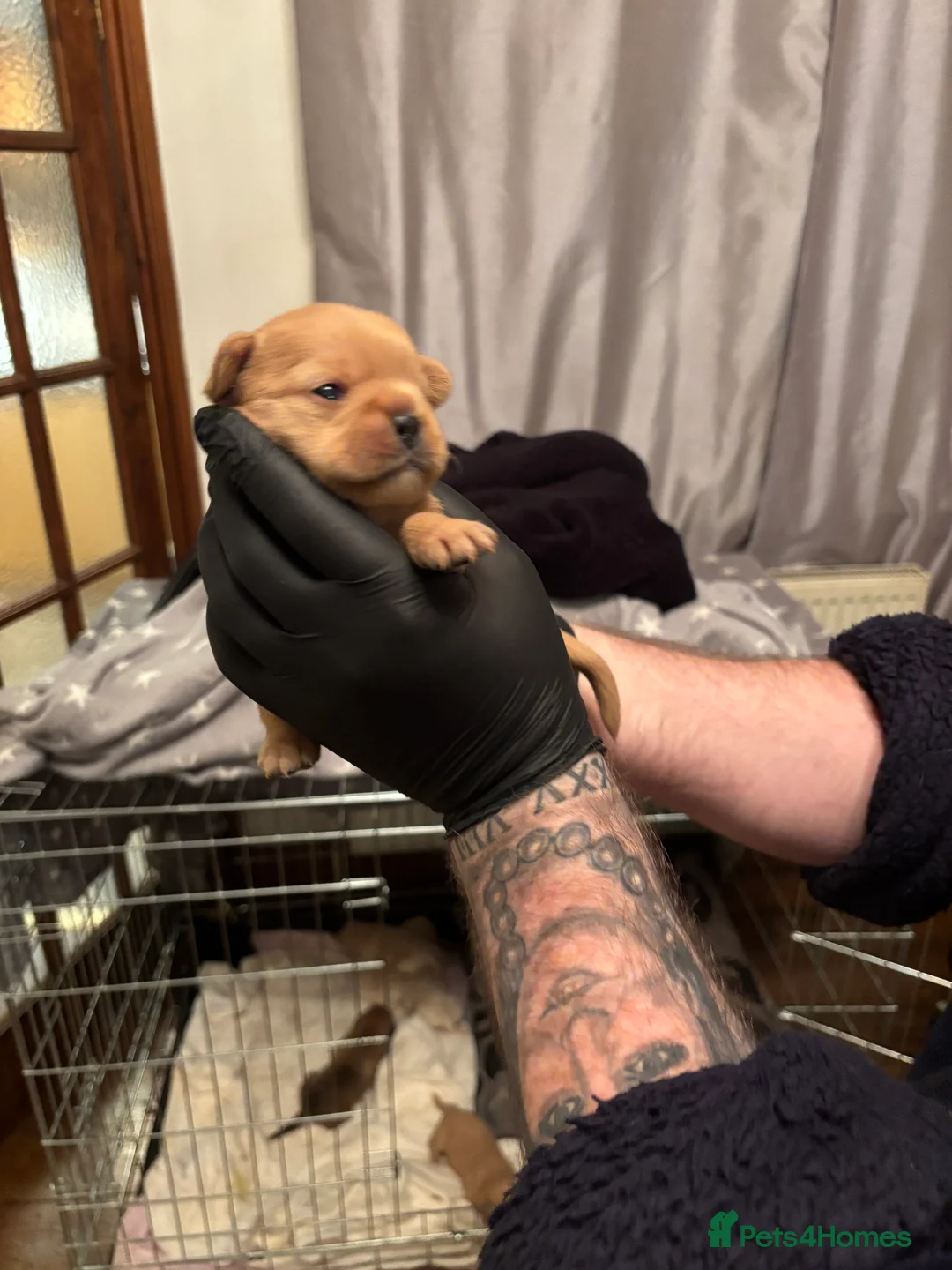 Mixed Breed dogs for sale: Floodles - Advert 11