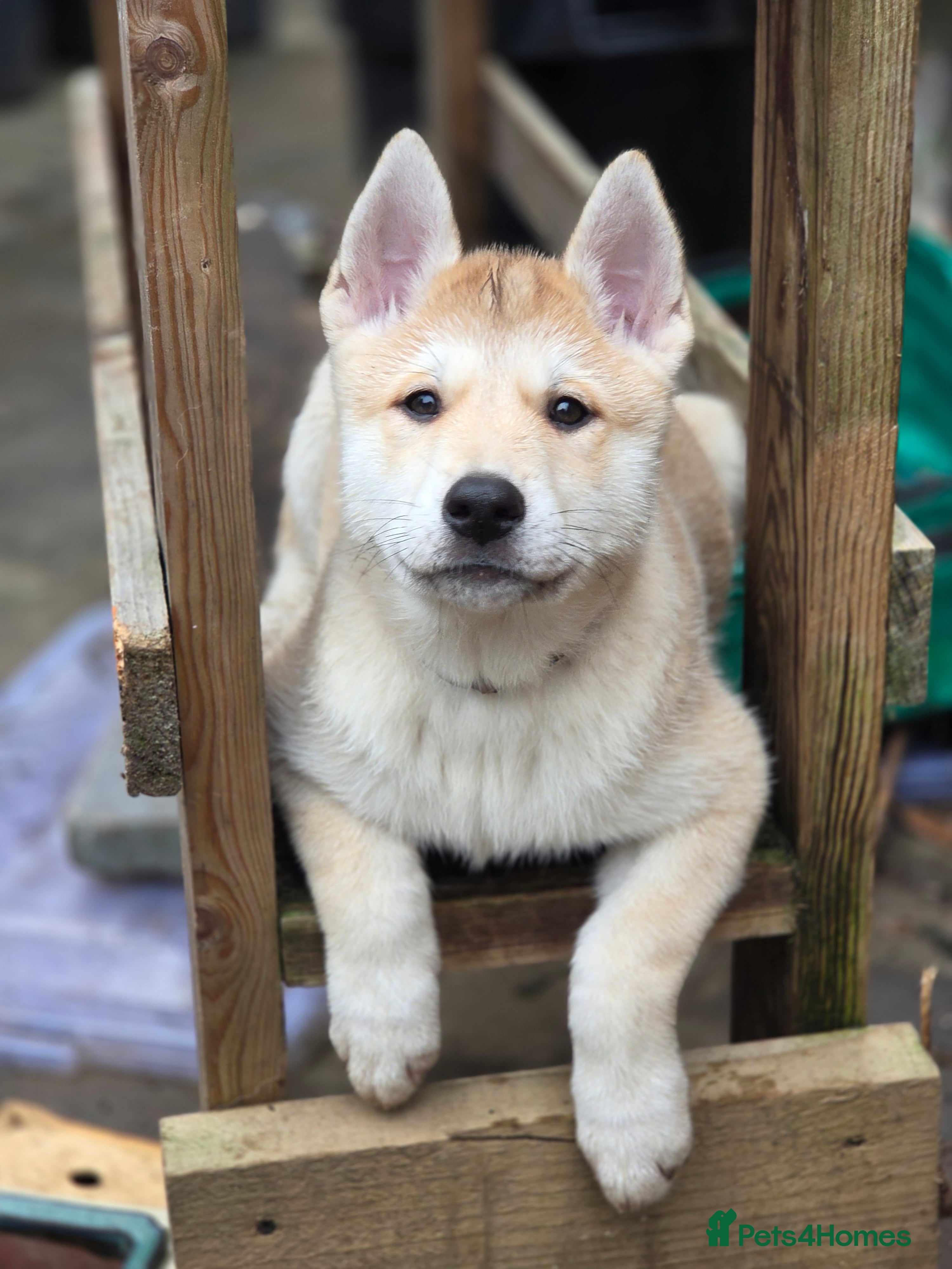 Mixed Breed dogs Czech Wolfdog × Akita/Malamute Puppies - Advert 4