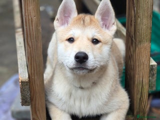 Mixed Breed dogs Czech Wolfdog × Akita/Malamute Puppies - Advert 4