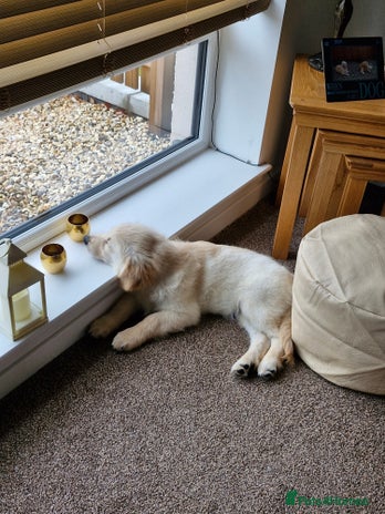 Golden Retriever dogs - Advert 14