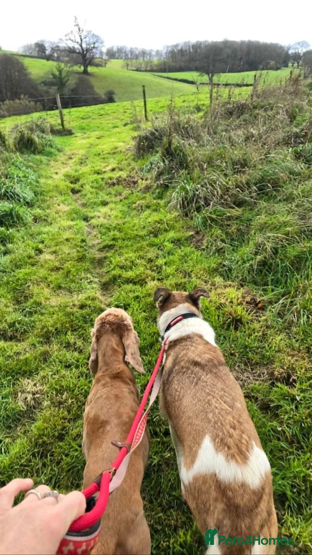 Mixed Breed dogs for adoption: Meet Marnie, currently residing in Devon in Honiton - Advert 5