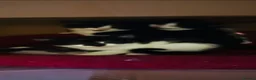 Domestic Shorthair cats for sale: Beautiful kittens  - Advert 5
