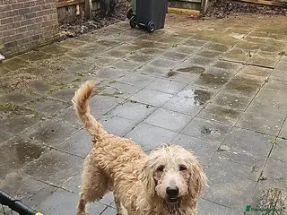 Labradoodle dogs Labradoodle - Advert 11