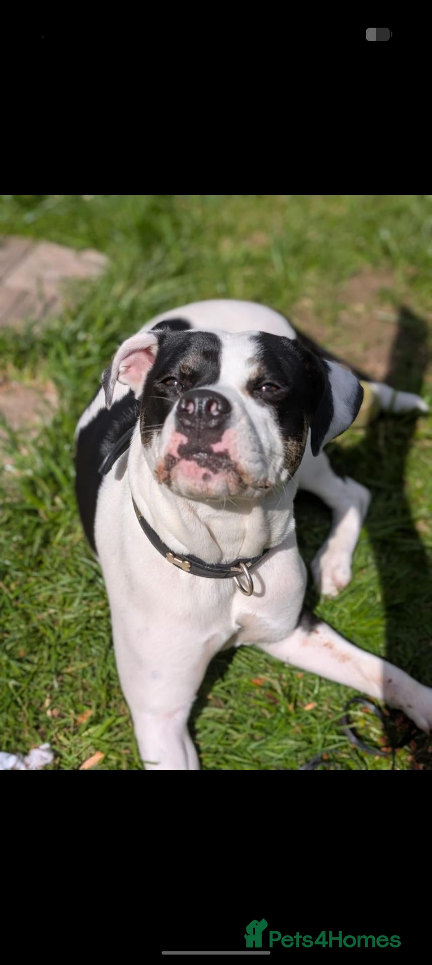 Mixed Breed dogs for sale: Female staffies cross-Daisy - Advert 6
