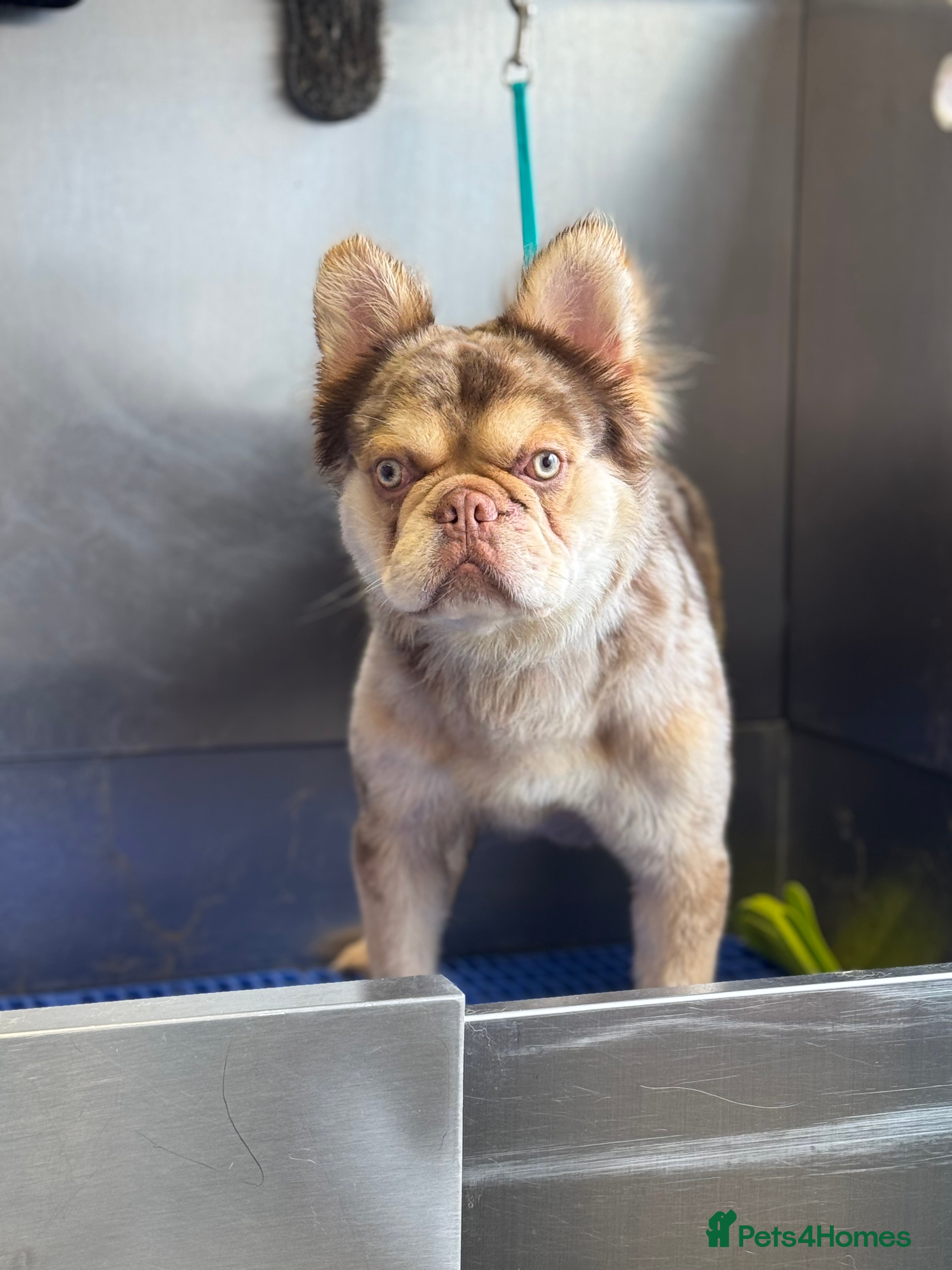 French Bulldog dogs Proven Full Fluffy Rojo Merle Stud (AI Included ) - Advert 11