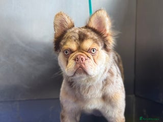 French Bulldog dogs - Advert 6