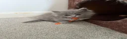 Ragdoll cats for sale: ❤️Ragdoll x British Shorthair Kittens❤️ - Advert 15