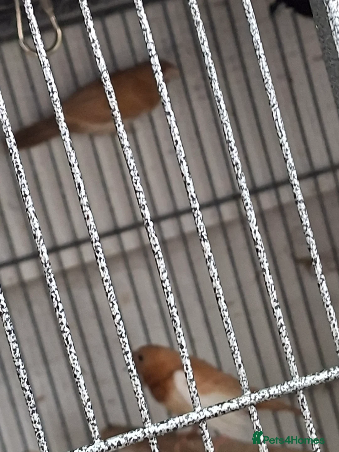 Finches birds for sale: Bengalese finches  - Advert 1