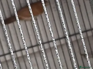 Finches birds Bengalese finches - Advert 1