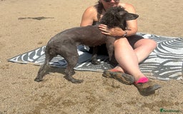 Poodle dogs for sale: Miniature silver poodle 3 years  - Advert 2