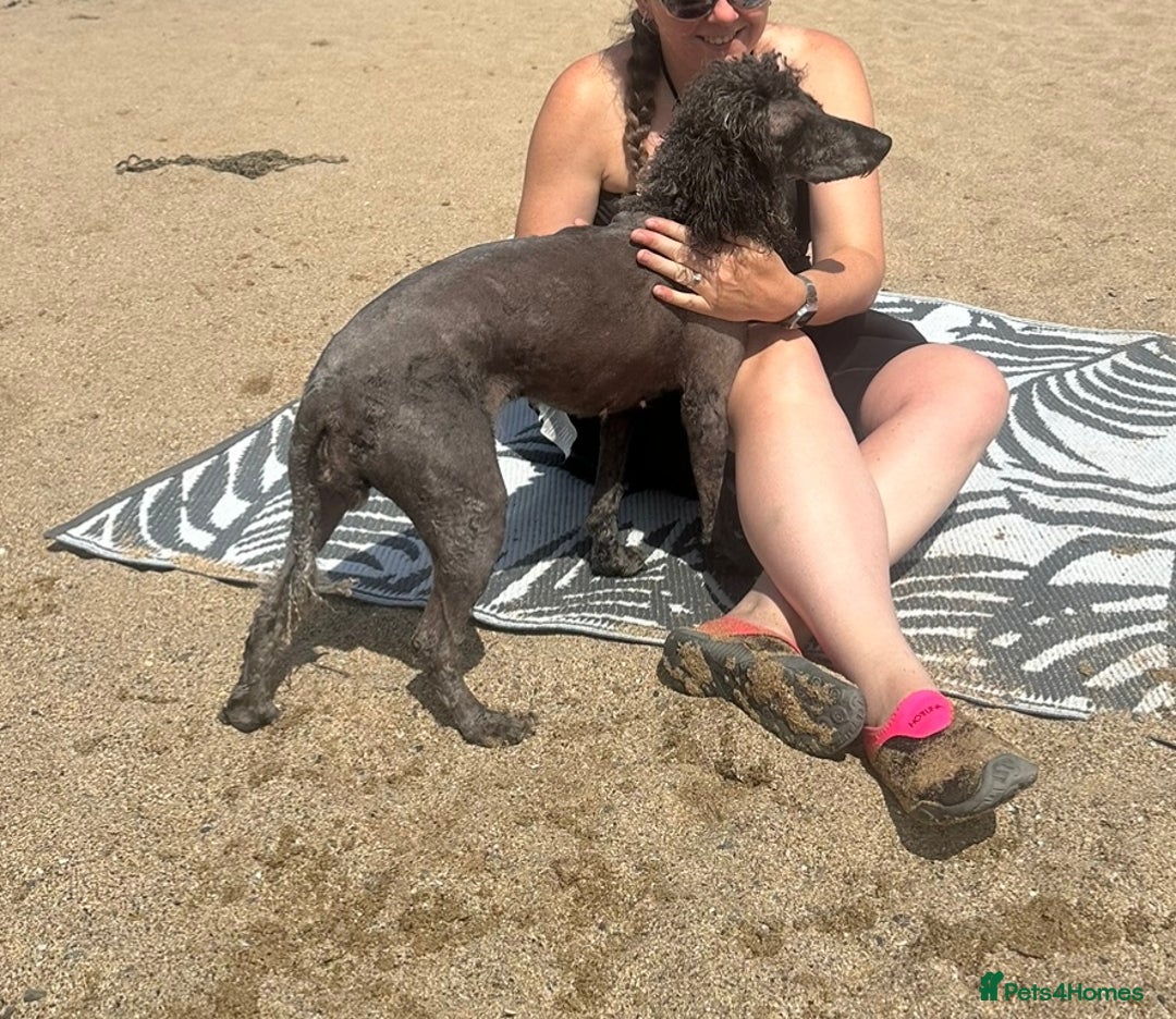 Poodle dogs for sale: Miniature silver poodle 3 years  - Advert 2