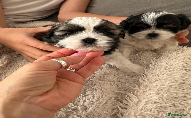 Shih Tzu dogs - Advert 13