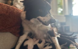 Border Collie dogs for sale: Pure Breed Boarder Collie Pups - Image 20