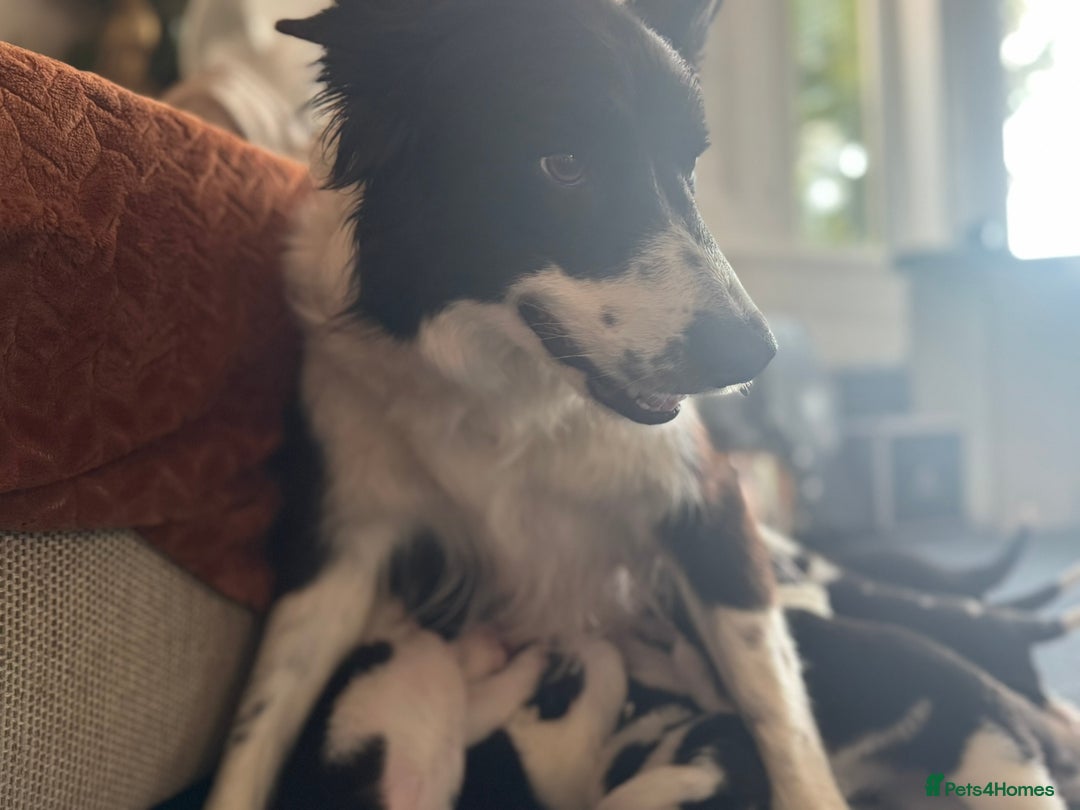 Border Collie dogs for sale: Pure Breed Boarder Collie Pups - Image 20