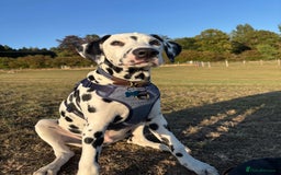 Dalmatian dogs for sale: Lovable 6 month Dalmatian - Image 2