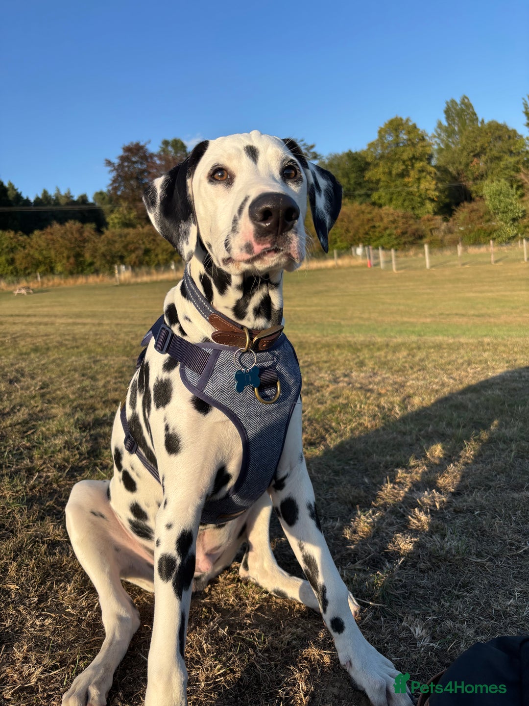 Dalmatian dogs for sale: Lovable 6 month Dalmatian - Image 2