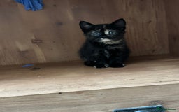 Mixed Breed cats for sale: 2 kittens left ready for new homes  - Image 3