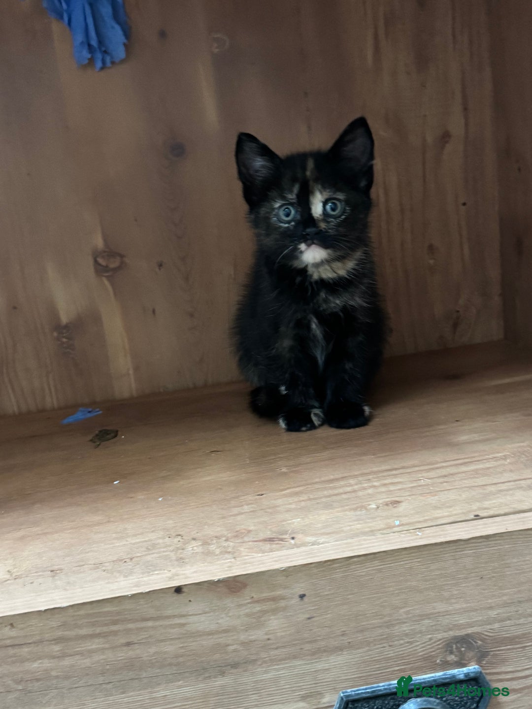 Mixed Breed cats for sale: 2 kittens left ready for new homes  - Image 3