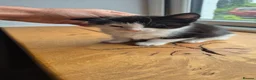 Mixed Breed cats for sale: Black and white kitten  in Bude - Advert 4