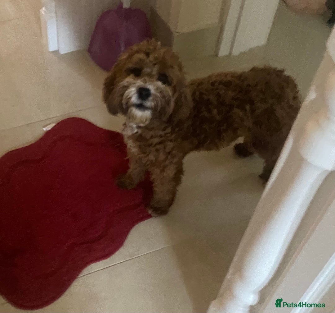 Cavapoo dogs for sale: F1 fox red cava poo girl available now  - Advert 3