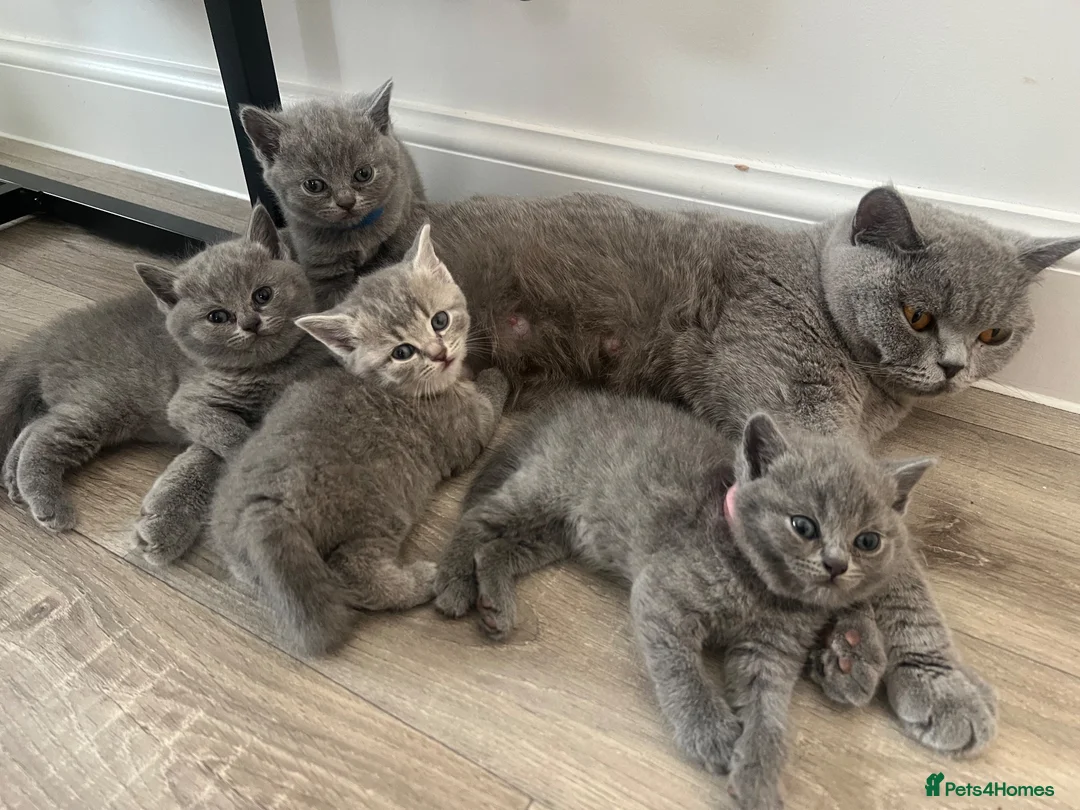 British Shorthair cats for sale: Beautiful British Shorthair Kittens- Ready to go - Advert 1
