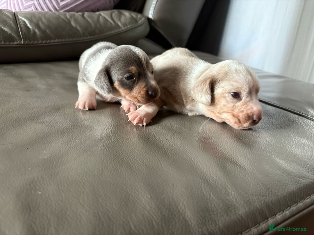 Mixed Breed dogs for sale: Jack Russel/miniature Datchound - Image 4