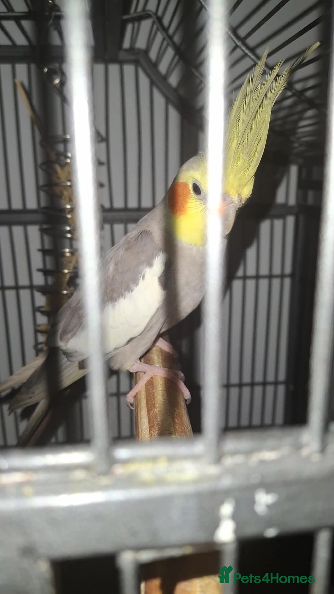 Cockatiels birds for sale: 1 male 1 female cockatiel - Advert 2