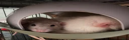 Rat rodents for sale: Beautiful tame male rats and possible females  - Advert 5