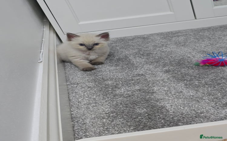 Ragdoll cats - Advert 13