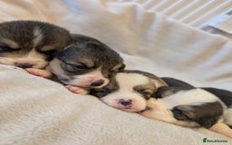 Welsh Corgi Pembroke dogs for sale: 9 Stunning Corgis  - Image 24
