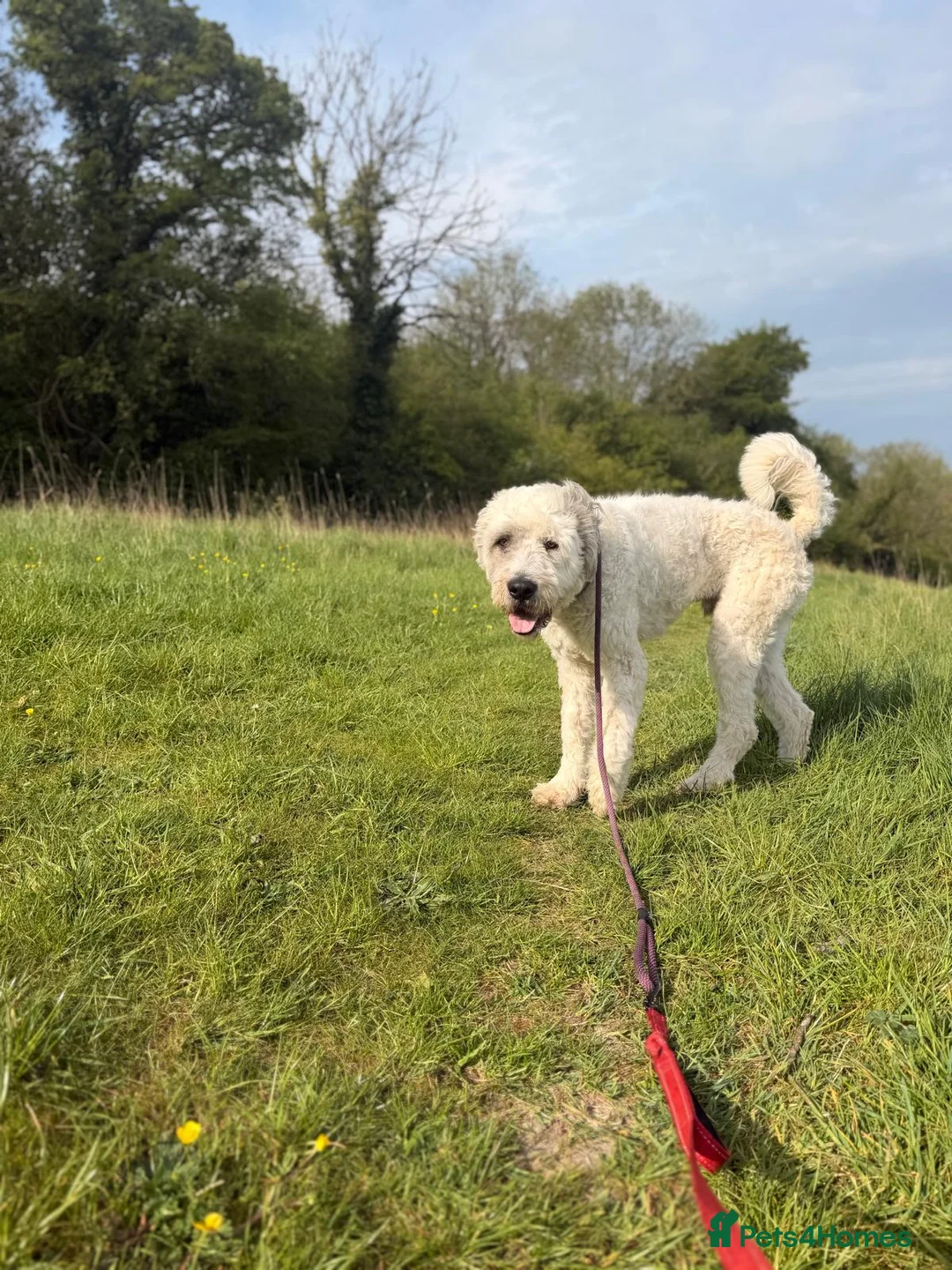 Mixed Breed dogs for sale: Handsome Buddy looking for his home in Marlborough - Advert 2