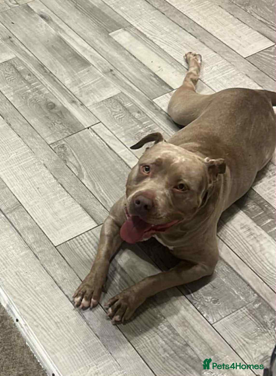 Staffordshire Bull Terrier dogs Staffordshire bull terrier for sale  - Advert 1