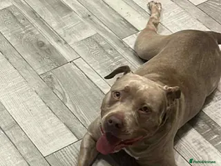 Staffordshire Bull Terrier dogs Staffordshire bull terrier for sale - Advert 1