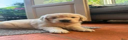 Golden Retriever dogs for sale: Cream kennel club registered bitch puppy  - Advert 1