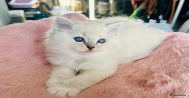 Ragdoll cats DNA Tested Charming Ragdoll Kittens - Advert 16