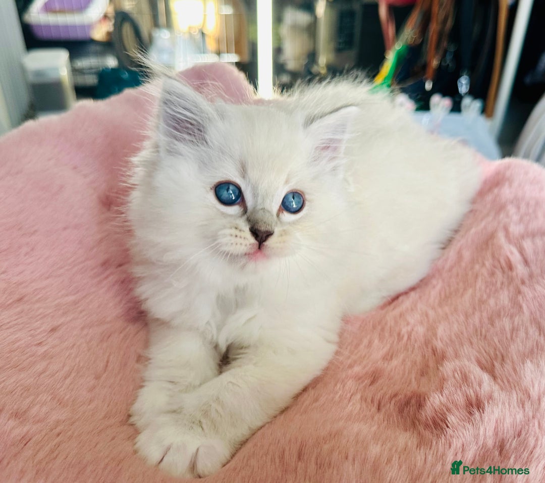 Ragdoll cats for sale: DNA Tested Charming Ragdoll Kittens - Advert 5