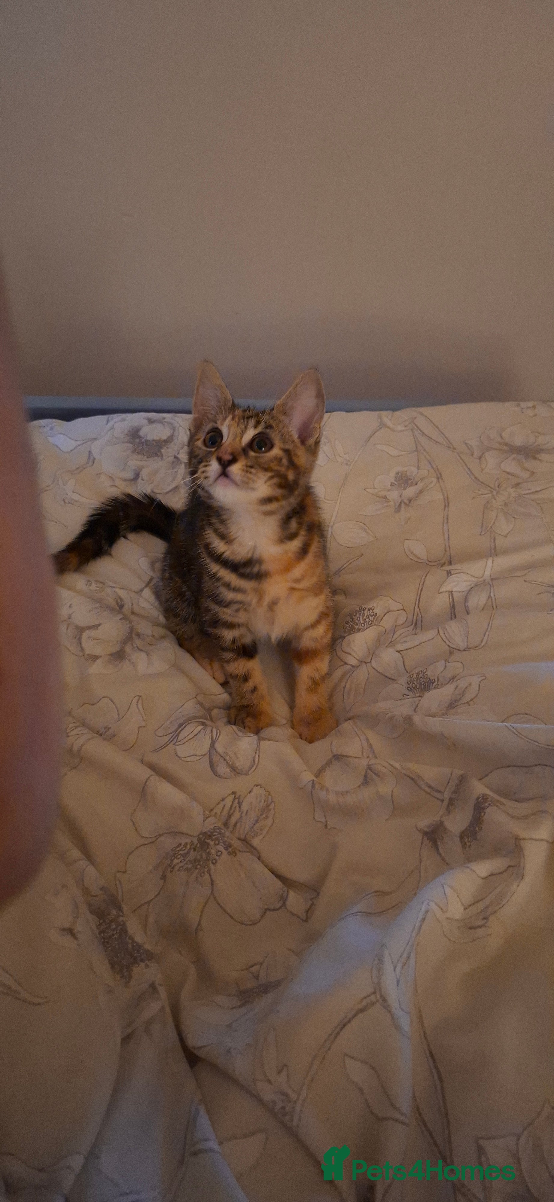 British Shorthair cats Kittens looking for a forever home - Advert 1