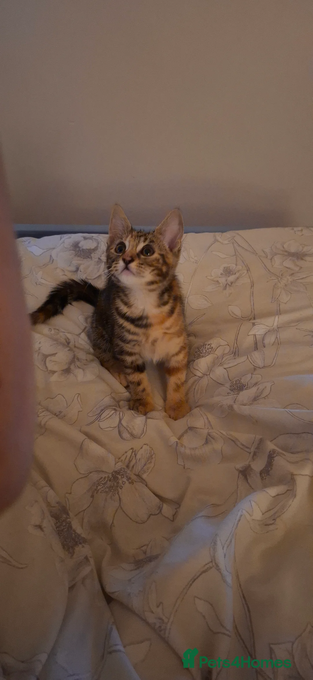 British Shorthair cats for sale: Kittens looking for a forever home - Advert 1