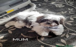 Shih Tzu dogs for sale: Shih tzu puppy boy  - Image 6