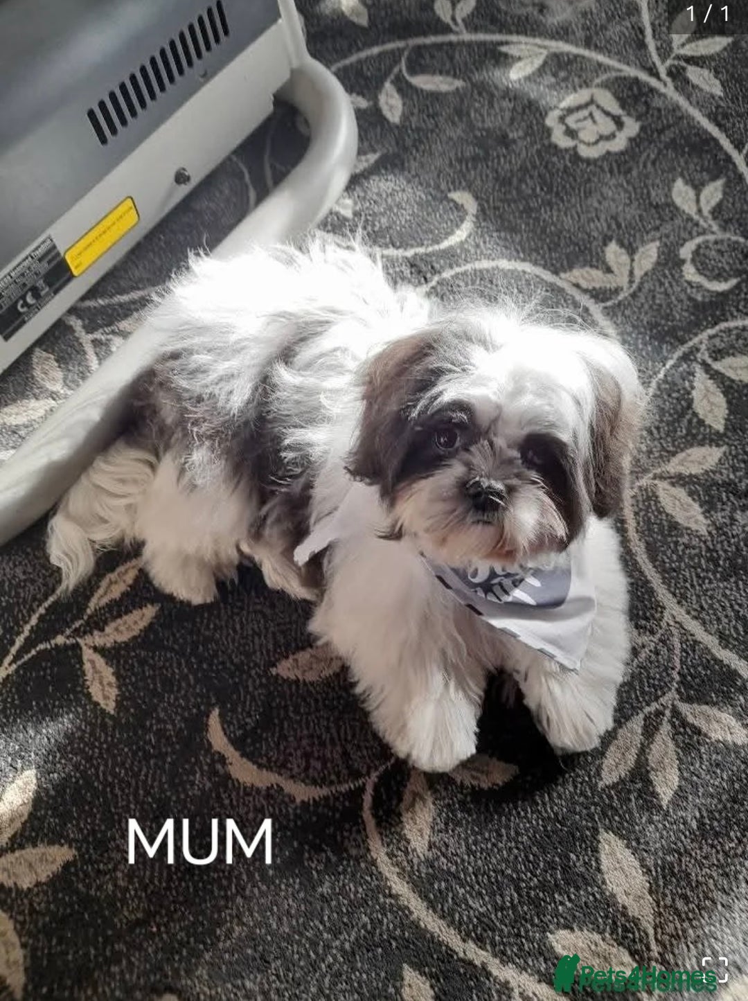 Shih Tzu dogs for sale: Shih tzu puppy boy  - Image 6
