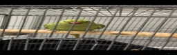 Ringnecks birds for sale: HAND TAMED RINGNECK FOR SALE in Bournemouth - Advert 4