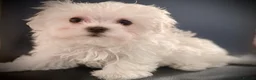 Maltese dogs for sale: 🌟  KC Registered Maltese Puppies Ready 🌟 - Advert 22