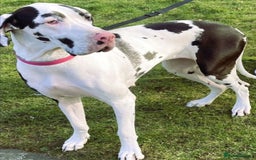 Mixed Breed dogs for sale: Loving Akita x Great Dane Puppy - Image 6