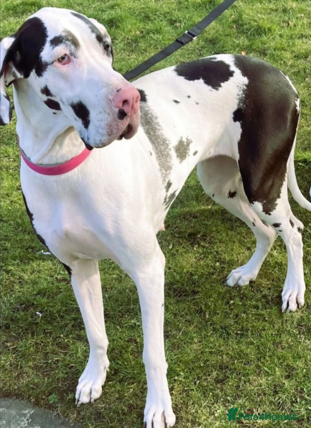 Mixed Breed dogs for sale: Loving Akita x Great Dane Puppy - Image 6