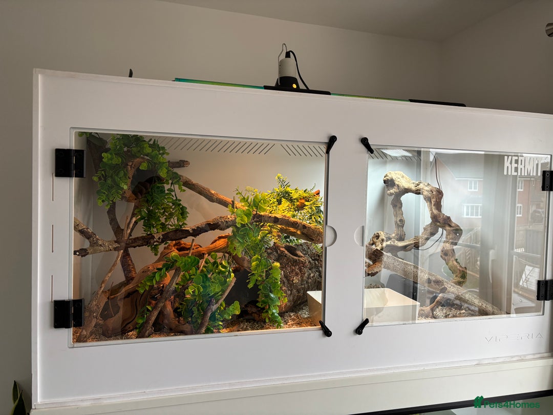 Rat Snake reptiles for sale: Male Rhino Rat Snake - Advert 7