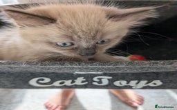 Ragdoll cats for sale: 4 gorgeous ragdoll kittens  - Image 12